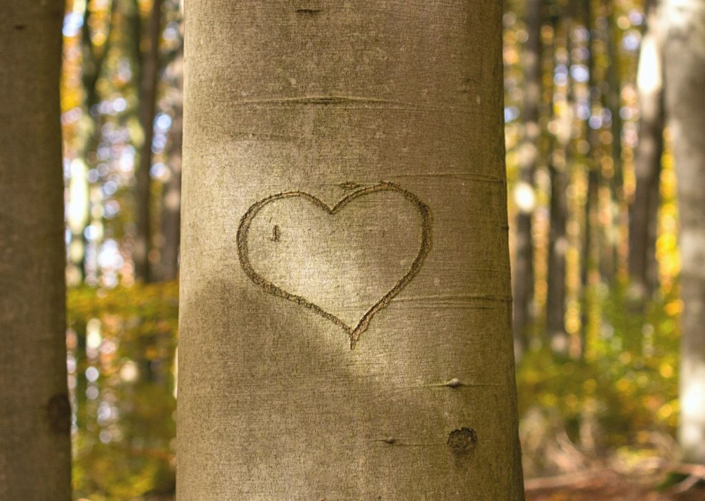 arbre avec un coeur de dessiné symbole de l'engagement et de l'écologie